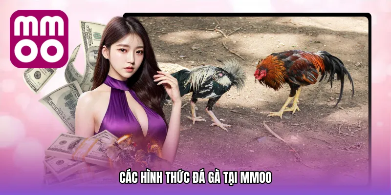 Các Hình Thức Đá Gà Tại MMOO