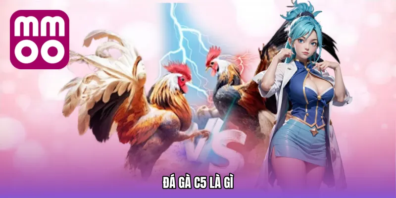 Đá gà C5 là gì