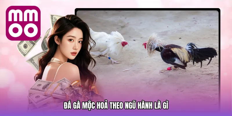 Đá gà mộc hoả theo ngũ hành là gì