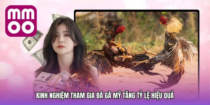 Kinh Nghiệm Tham Gia Đá gà mỹ Tăng Tỷ Lệ Hiệu Quả