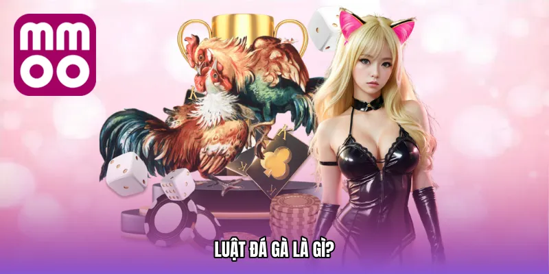 Luật đá gà là gì?