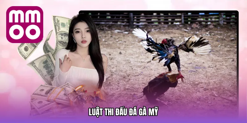 Luật Thi Đấu Đá gà mỹ