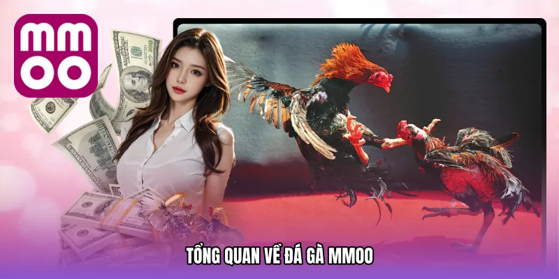 Tổng Quan Về Đá gà MMOO